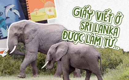 Không thể ngờ giấy viết ở Sri Lanka được làm từ thứ này