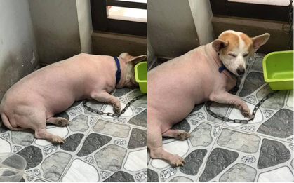 Góc nguỵ trang: Ai cũng tưởng đang nhìn một con lợn cho đến khi nó ngẩng đầu lên