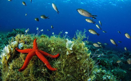 Những bức ảnh tuyệt đẹp về cuộc sống dưới đáy đại dương