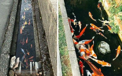 6 sự thật đặc biệt cho thấy Nhật Bản không giống bất kỳ quốc gia nào trên thế giới này