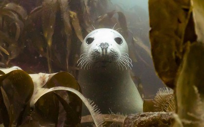 Những hình ảnh dưới nước đẹp đến nghẹt thở trong cuộc thi Underwater Photographer Of The Year 2018