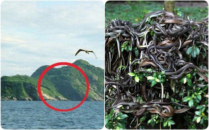 Hòn đảo nguy hiểm bậc nhất thế giới, cấm con người đặt chân lên tại Brazil: 1 mét vuông 5 con rắn