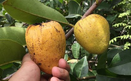 Trẻ con vùng quê còn nhớ hay đã quên thức quả bình dị mà vô cùng hấp dẫn này?