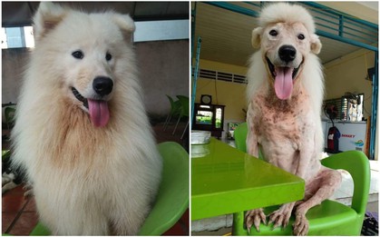 Boss bảnh bao bỗng hoá thành con linh cẩu ngáo sau khi đi làm đẹp về