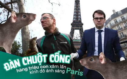 Kinh hoàng "cơn bão" chuột cống kéo đến khắp kinh đô ánh sáng Paris