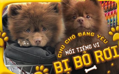 Chú cún nổi như cồn vì: "Đáng yêu thế này mà bị bỏ rơi"
