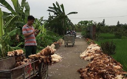 Hơn nghìn con gà bị chết ngạt do sự cố điện