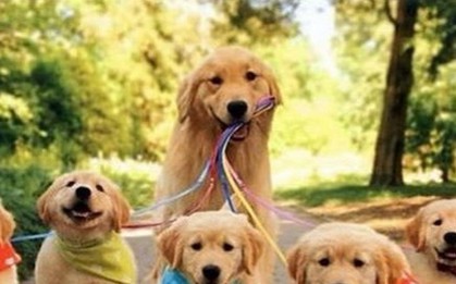 Tan chảy trái tim trước loạt ảnh chó mẹ “bỉm sữa” chăm đàn con thơ