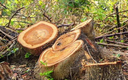 Nghịch lý: Diện tích cây xanh trên toàn cầu tăng lên đấy nhưng thực tế lại là điều đáng buồn