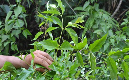 Vợ nhẫn tâm bỏ lá ngón vào canh sát hại chồng