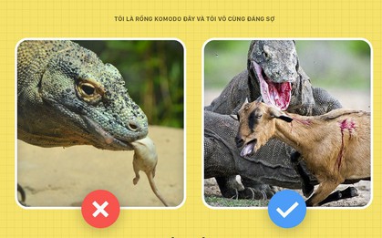 Xin chào! Tôi là rồng Komodo đây, và tôi là một con quái vật đáng sợ hơn các ông tưởng rất nhiều đấy