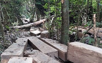 Lâm tặc chống trả, hành hung kiểm lâm Bình Định để tẩu tán gỗ lậu