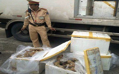 Bắt giữ hơn 3 tạ nội tạng bò thối vận chuyển vào Đà Nẵng tiêu thụ