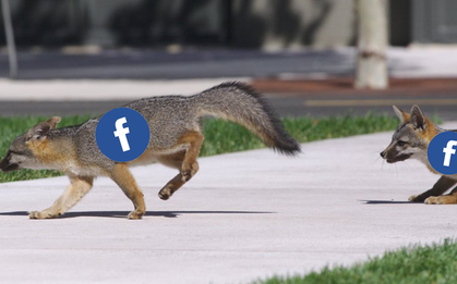 Trụ sở Facebook có cáo dắt nhau đến chơi thản nhiên, lên cả mái nhà chạy nhảy hóng gió
