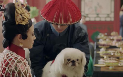 Cún cưng của Cao Quý phi từng phá banh hoàng cung trong “Diên Hi”, nhưng số phận chó hoàng gia có đúng là đẹp như phim?