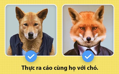 Xin chào! Tôi là cáo, và tôi kỳ lạ hơn các ông tưởng nhiều đấy