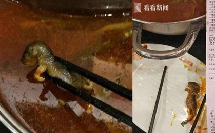Thai phụ ăn phải nồi lẩu có xác chuột chết, nhà hàng gây phẫn nộ khi đòi cho tiền để phá thai nếu đứa trẻ trong bụng bị ảnh hưởng