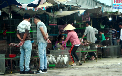 Cận cảnh tàn sát chim trời ở chợ chim lớn nhất Miền Tây