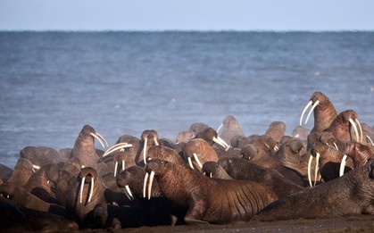 Mỗi năm lại có hàng chục nghìn con hải mã mắc kẹt trên bãi biển Alaska - lý do là gì?