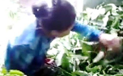 Tung tin mua lá cà phê tươi 50.000 đồng/kg là để... câu like