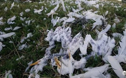 Tận diệt chim trời: Hốt hoảng chim sống giãy giụa vì bị vặt lông, khâu mắt