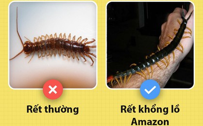 Xin chào! Tôi là rết khổng lồ và đây là những sự thật chưa từng có ai biết về tôi
