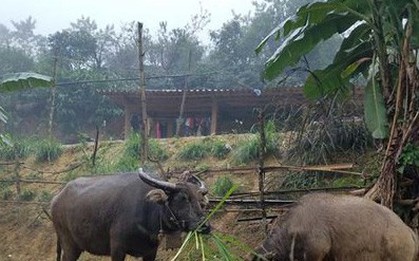 Đỉnh Pha Đin nhiệt độ xuống thấp, khả năng xuất hiện băng giá