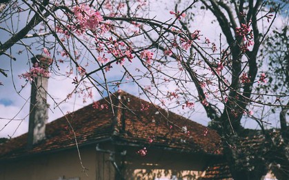 Lại phải đi Đà Lạt thôi vì hoa mai anh đào đã nhuộm hồng thành phố rồi!