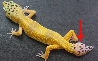 Bí mật đằng sau chiếc đuôi kỳ lạ của thằn lằn