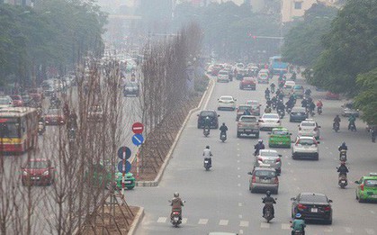 GS nói trồng thử cây phong lá đỏ ở Hà Nội "không có thiệt hại ngân sách nếu thất bại"