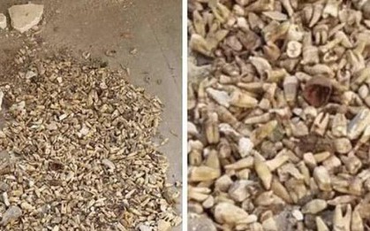 Sửng sốt phát hiện 1.000 răng người bị chôn trong một bức tường