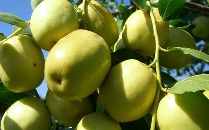 Có một loại quả sắp đến chính vụ tốt hơn cả 100 lần táo đỏ: Hãy tận dụng để làm thuốc chữa bệnh, dưỡng nhan!