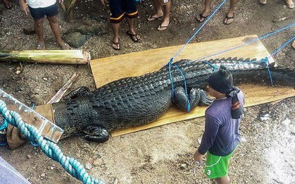 Bắt cá sấu nặng nửa tấn nghi ăn thịt người