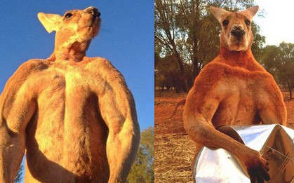 "Schwarzenegger của thế giới kangaroo" đã qua đời vì tuổi cao sức yếu, thọ 12 năm tuổi