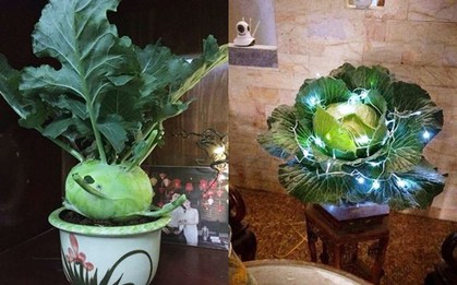 Ngoài đào quất chưng Tết, nhiều bạn trẻ "chơi lớn" mang cả su hào bắp cải giăng đèn đón Xuân khiến nhiều người bật cười