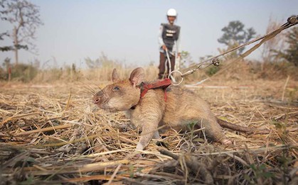 Voi sợ chuột, nhưng voi châu Phi lại đang được cứu nhờ chúng và đây là lý do