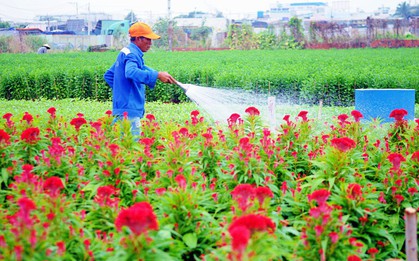 Hoa bắt đầu chớm nở, nhà vườn Sài Gòn ngày đêm chăm sóc để kịp cho người dân mua sắm đón Tết Kỷ Hợi 2019