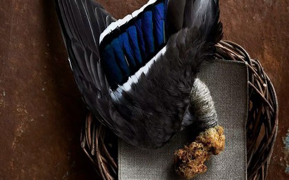 Hết hồn với xu hướng fine dining 2019: phục vụ các loại chim nguyên con chưa vặt cả lông