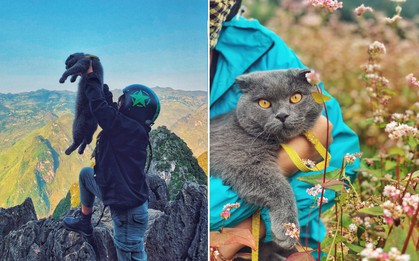 Phượt lên tận Hà Giang cosplay Lion King, check in dẫn đầu mùa tam giác mạch năm nay, làm gì có ai "chịu chơi" hơn boss mèo này nữa!