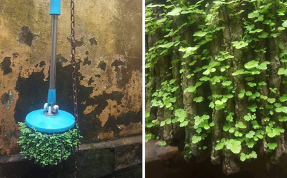 Thêm một ca ở bẩn khiến dân mạng câm nín: Cây lau nhà 3 năm không dùng mọc hẳn cả rừng cây xanh mướt