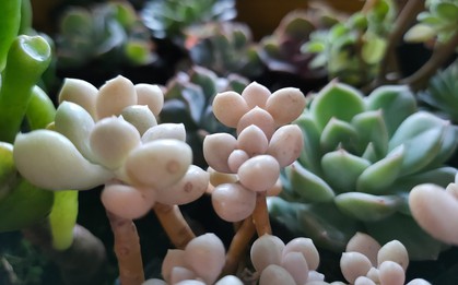 Những vật thể bình thường qua ống kính Macro sẽ trở nên khác lạ như thế nào?