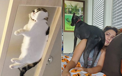 Những khoảnh khắc hậu đậu, ngáo ngơ các boss khiến sen vừa ngán ngẩm lại vừa yêu không để đâu cho hết