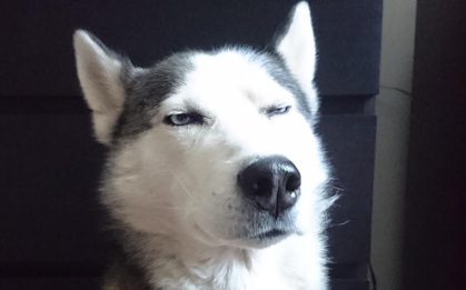 Nghịch lò vi sóng, "đại ngáo" Husky đốt trụi cả căn bếp của chủ