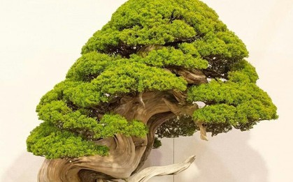 Trộm lẻn vào vườn bonsai 5.000 ha, trộm 7 cây quý gần 3 tỷ đồng