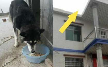 Xa nhau hơi lâu, "boss ngáo" nhảy một phát từ tầng 2 xuống đón khiến sen gẫy cổ