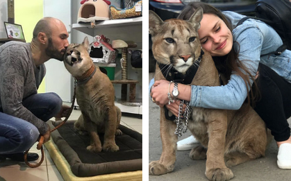 Chú báo sư tử được đôi vợ chồng Nga rước về nuôi rồi trở thành ‘hot pet’ đình đám trên MXH