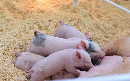 Tại sao người ta lại nói sướng như heo? Trạng Lợn trong văn học dân gian là người như thế nào?