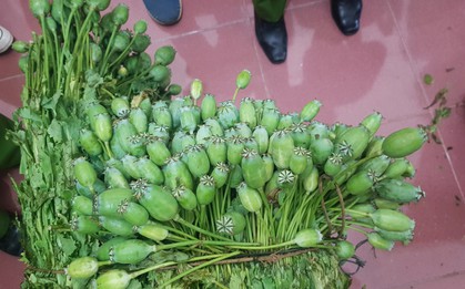 4 thanh niên rủ nhau trồng một nương thuốc phiện mang bán