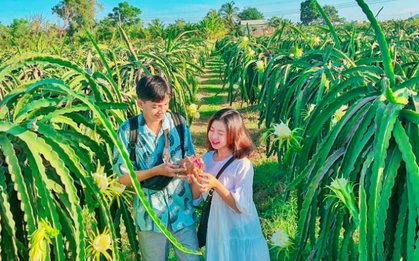 Ai mà ngờ có ngày vườn thanh long ở Phan Thiết lại trở thành điểm đến "hot hòn họt" được giới trẻ đổ xô kéo đến