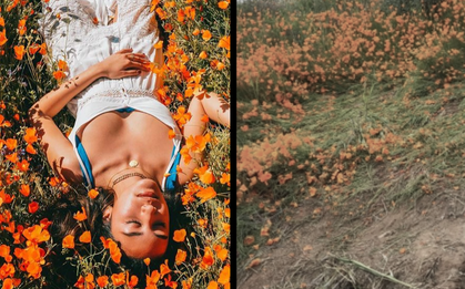 Đồi hoa California khổng lồ cực hiếm bị phá hoại chỉ vì làn sóng Instagramer thích sống ảo